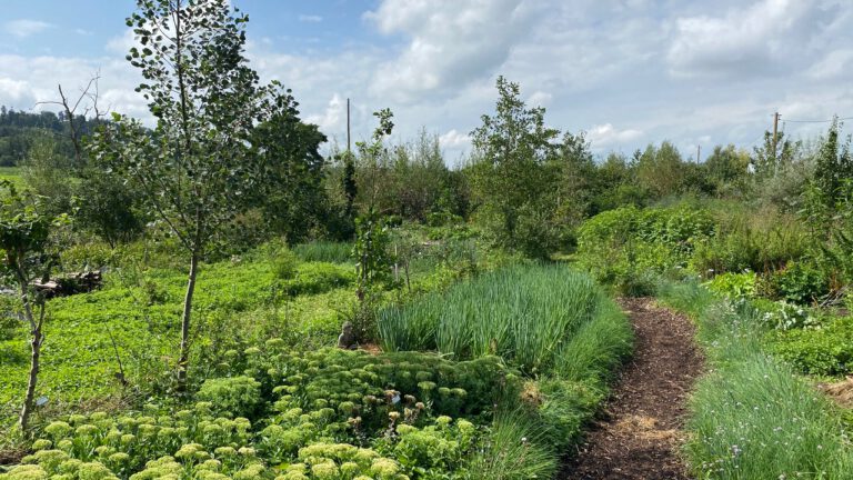 Waldgarten-Heilkräuter neu kombiniert