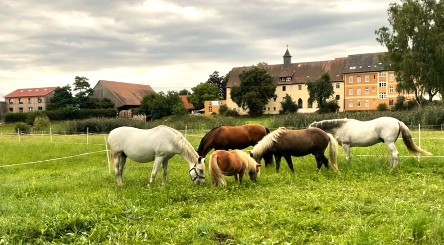 Jugendpferdeprojekt am Tempelhof