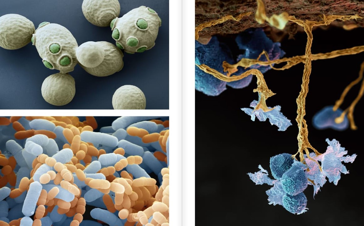 Gesundheit beginnt im Boden